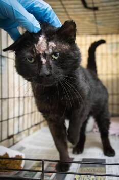Domestic Short Hair Cats Available for Adoption in Greenville, Delaware - Helmet (FCID# 04/22/2026 - 28 Trainer) | PetCurious