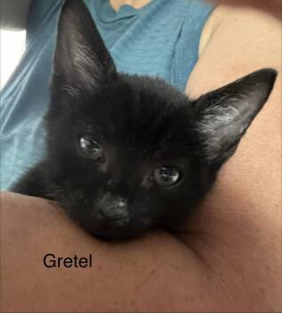 Gretel -  Domestic Short Hair Cat for Adoption in Naugatuck, Connecticut - Gretel | PetCurious