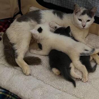 Popcorn (in Stevensville, MD) -  Domestic Short Hair Cat for Adoption - Popcorn (in Stevensville, MD) | PetCurious