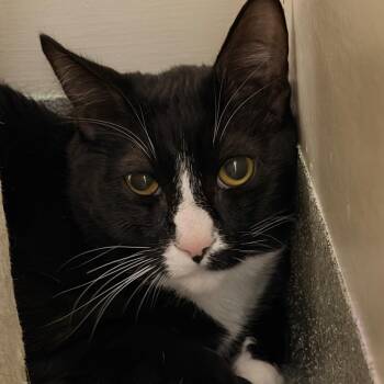Bernard -  Domestic Short Hair Cat for Adoption in Gainesville, Florida - Bernard | PetCurious