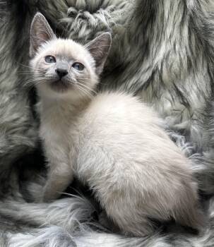 Siamese Cats Available for Adoption - Peka | PetCurious