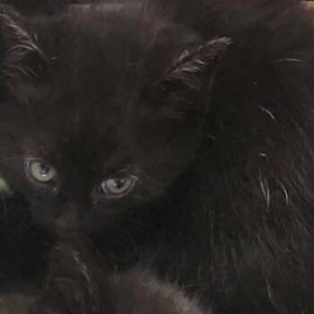 Fernie -  Domestic Medium Hair Cat for Adoption in Burlington, Ontario - Fernie | PetCurious