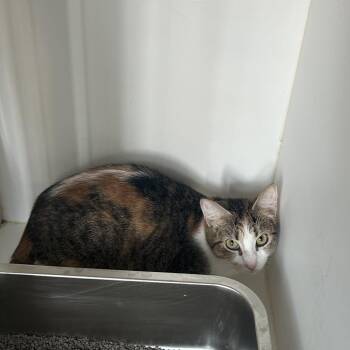 Rae (C28) -  Domestic Short Hair Cat for Adoption in Portland, Texas - Rae (C28) | PetCurious