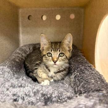 White Claws 26-06-014 -  Domestic Short Hair Cat Available for Adoption in Bastrop, Texas - White Claws 26-06-014 | PetCurious