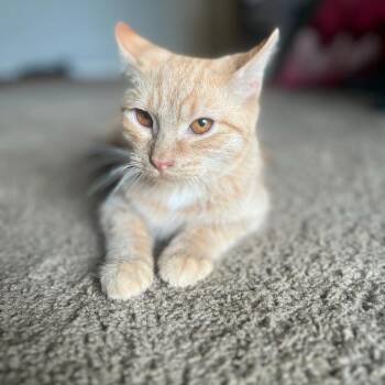 Ronald Weasley -  American Shorthair Cat for Adoption in Tipton, Indiana - Ronald Weasley | PetCurious