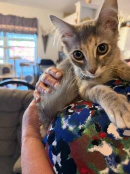 Calico and Domestic Medium Hair Cats Available for Adoption in Mesa, Arizona - Venus | PetCurious