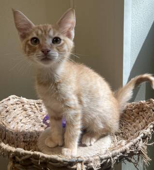 Rescue Domestic Short Hair Cats for Adoption in Cashiers, North Carolina - Banjo | PetCurious