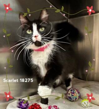Domestic Medium Hair Cats Available for Adoption in Marietta, Georgia - SCARLET (see Also ROSE) | PetCurious
