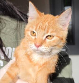Domestic Short Hair Cats Available for Adoption in Metamora, Illinois - Darcy-Q | PetCurious