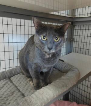 Domestic Short Hair Cats Available for Adoption - Patty | PetCurious