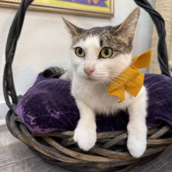 Domestic Short Hair and Tabby Cats Available for Adoption - Strawberry Cookie | PetCurious