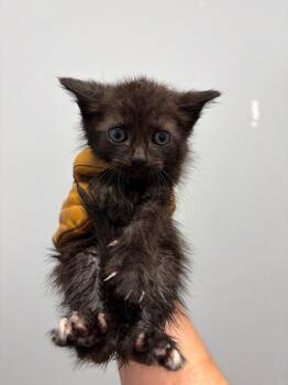Golden Rod -  Domestic Short Hair Cat for Adoption in Bloomington, Indiana - Golden Rod | PetCurious
