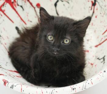 Coke - teeny tiny sweetness and poofiness -  Maine Coon and Norwegian Forest Cat Cat for Adoption in Bedford Hills, New York - Coke - Teeny Tiny Sweetness And Poofiness | PetCurious