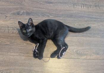 Annie 3 -  Domestic Short Hair Cat for Adoption in Burnaby, British Columbia - Annie 3 | PetCurious