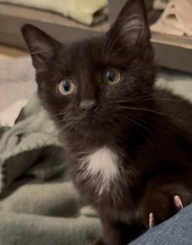 Scott -  Domestic Short Hair Cat for Adoption in Osseo, Michigan - Scott | PetCurious