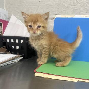 Buzz -  Domestic Short Hair Cat for Adoption in Clanton, Alabama - Buzz | PetCurious