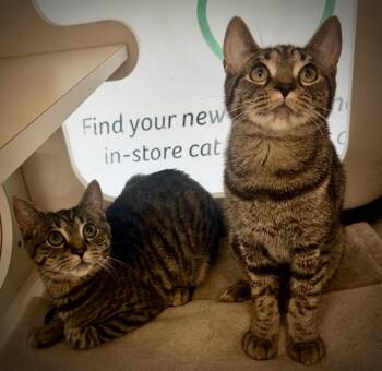 Martini & Mimosa -  Tabby Cat for Adoption in Buffalo, New York - Martini & Mimosa | PetCurious