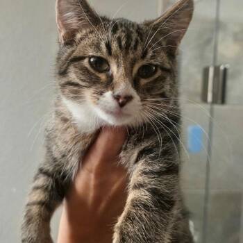 Louis -  Domestic Short Hair Cat for Adoption in Jamestown, North Dakota - Louis | PetCurious