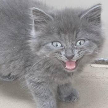 Zelda -  Domestic Short Hair Cat for Adoption in Carthage, Illinois - Zelda | PetCurious
