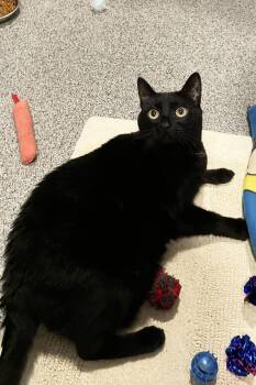 Bear -  Domestic Short Hair Cat for Adoption in Lincoln, Nebraska - Bear | PetCurious