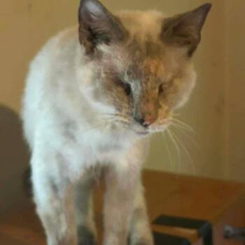 Violet -  Siamese Cat for Adoption in Alexandria, Virginia - Violet | PetCurious