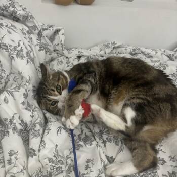 Wyck -  Domestic Short Hair Cat for Adoption in Baltimore, Maryland - Wyck | PetCurious