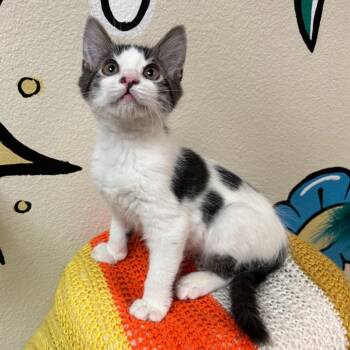 Simon -  Domestic Medium Hair Cat for Adoption in Flagstaff, Arizona - Simon | PetCurious