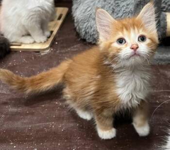 Ray -  Tabby and Domestic Medium Hair Cat for Adoption in Vaughan, Ontario - Ray | PetCurious