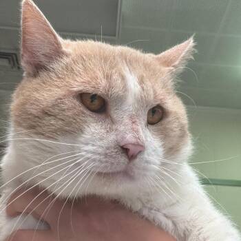 Domestic Short Hair Cats Available for Adoption in Summerlee, West Virginia - Hobbs | PetCurious