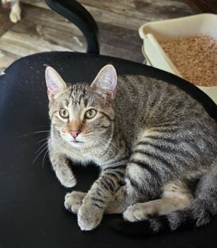 Rescue Domestic Short Hair Cats for Adoption in Shell Lake, Wisconsin - Trish Trash | PetCurious