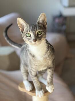 Rescue Domestic Short Hair Cats for Adoption in San Diego, California - Tippi | PetCurious