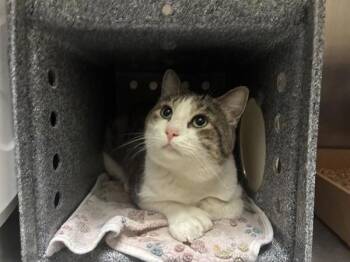 Moose -  Domestic Short Hair Cat for Adoption in Austin, Texas - Moose | PetCurious