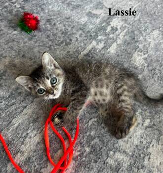 Lassie -  Domestic Short Hair Cat for Adoption in Lucas, Texas - Lassie | PetCurious