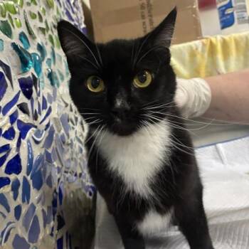 Domestic Short Hair Cats Available for Adoption in Pensacola, Florida - XAYAH | PetCurious