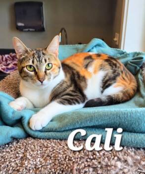 Cali -  Domestic Short Hair Cat for Adoption in Sidney, Ohio - Cali | PetCurious