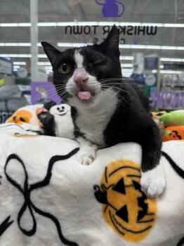 Maribel -  Domestic Short Hair Cat for Adoption in St. Cloud, Florida - Maribel | PetCurious