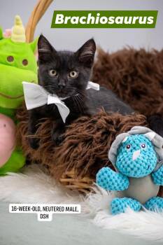 Brachiosaurus -  Domestic Medium Hair Cat for Adoption in Sevierville, Tennessee - Brachiosaurus | PetCurious