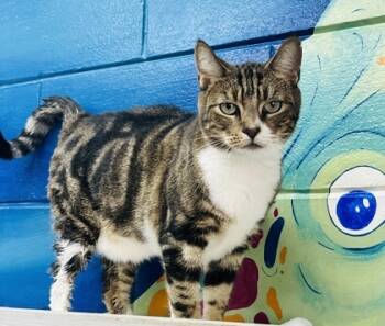 Rescue Domestic Short Hair Cats for Adoption in Savannah, Georgia - Care | PetCurious