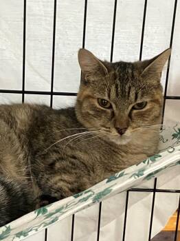 Domestic Short Hair Cats Available for Adoption in Lunenburg, Massachusetts - Sandy | PetCurious