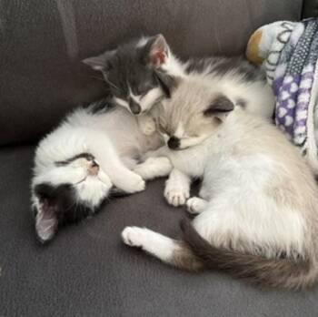 Chocolate Chip -  Domestic Long Hair Cat for Adoption in Portland, Oregon - Chocolate Chip | PetCurious