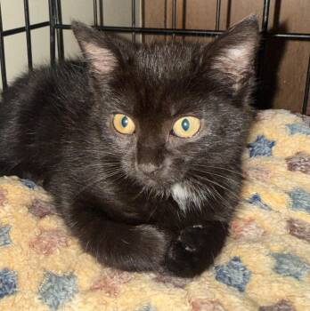 Katniss -  Domestic Short Hair Cat for Adoption in Pomona, New York - Katniss | PetCurious