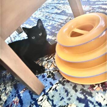 Domestic Short Hair Cats Available for Adoption in Gainesville, Florida - Cowboy Curtis | PetCurious