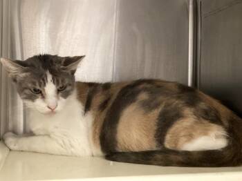 LALAILRI -  Domestic Short Hair Cat for Adoption in Tustin, California - LALAILRI | PetCurious