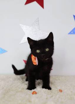Bahama Mama -  Domestic Short Hair Cat for Adoption in Ashland, Kentucky - Bahama Mama | PetCurious
