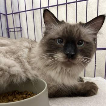 Raffi -  Ragdoll and Siamese Cat for Adoption in Bedford, New Hampshire - Raffi | PetCurious