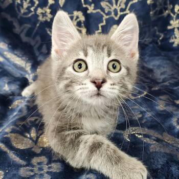 Rescue Domestic Medium Hair Cats for Adoption in Ottawa, Illinois - Tony | PetCurious