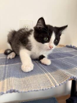 Batman - In Foster -  Domestic Short Hair Cat for Adoption in Kalamazoo, Michigan - Batman - In Foster | PetCurious