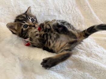 Rescue Domestic Short Hair Cats for Adoption in Columbus, Ohio - Alfie | PetCurious