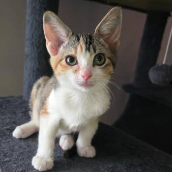 Alie -  Domestic Short Hair Cat for Adoption in Spokane, Washington - Alie | PetCurious