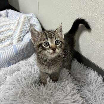 Tiger Cats Available for Adoption in Hornell, New York - Apollo | PetCurious